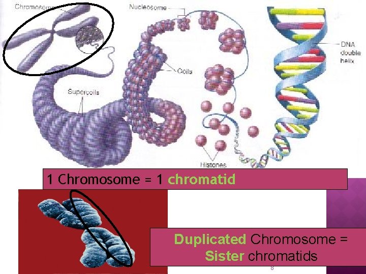 1 Chromosome = 1 chromatid Duplicated Chromosome = Sister chromatids 8 