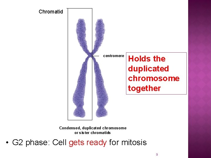 Chromatid centromere Holds the duplicated chromosome together Condensed, duplicated chromosome or sister chromatids •