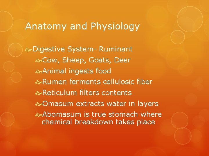 Anatomy and Physiology Digestive System- Ruminant Cow, Sheep, Goats, Deer Animal ingests food Rumen