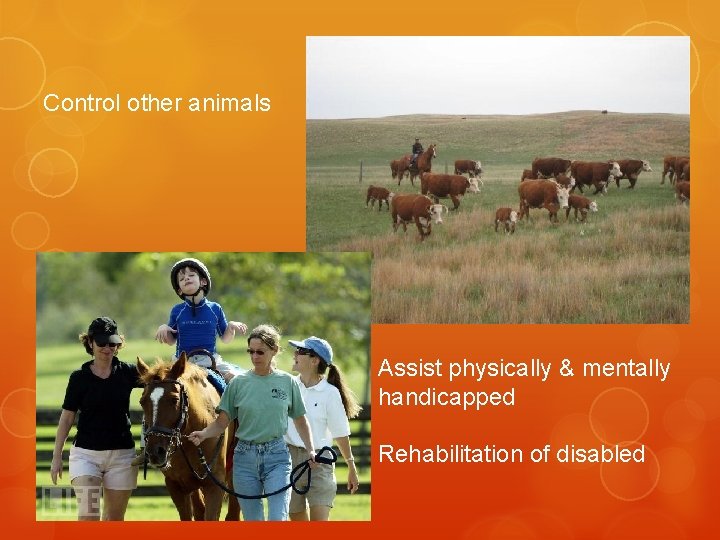 Control other animals Assist physically & mentally handicapped Rehabilitation of disabled 
