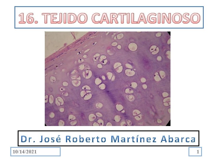 16. TEJIDO CARTILAGINOSO 10/14/2021 1 