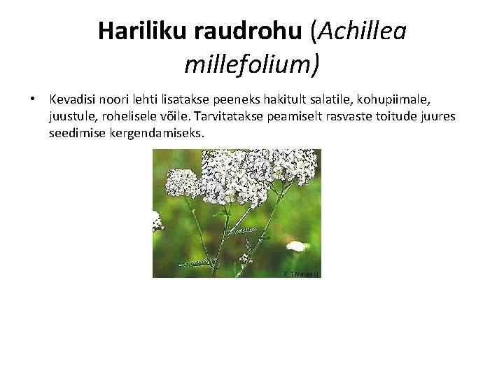 Hariliku raudrohu (Achillea millefolium) • Kevadisi noori lehti lisatakse peeneks hakitult salatile, kohupiimale, juustule,