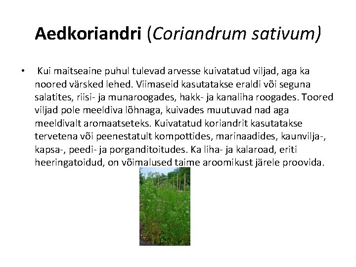 Aedkoriandri (Coriandrum sativum) • Kui maitseaine puhul tulevad arvesse kuivatatud viljad, aga ka noored