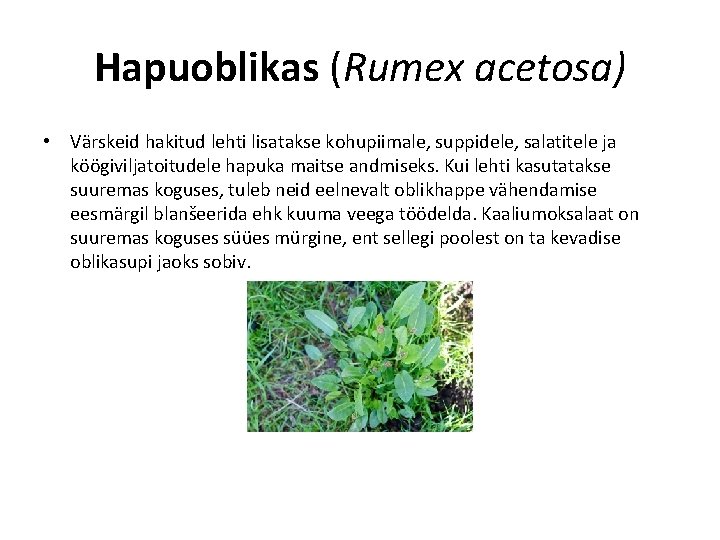 Hapuoblikas (Rumex acetosa) • Värskeid hakitud lehti lisatakse kohupiimale, suppidele, salatitele ja köögiviljatoitudele hapuka