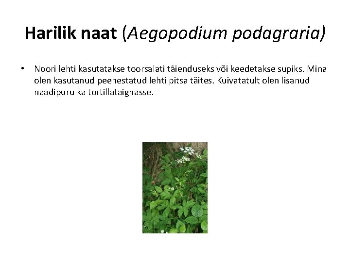 Harilik naat (Aegopodium podagraria) • Noori lehti kasutatakse toorsalati täienduseks või keedetakse supiks. Mina