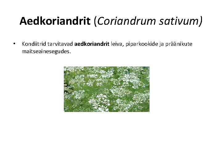Aedkoriandrit (Coriandrum sativum) • Kondiitrid tarvitavad aedkoriandrit leiva, piparkookide ja präänikute maitseainesegudes. 