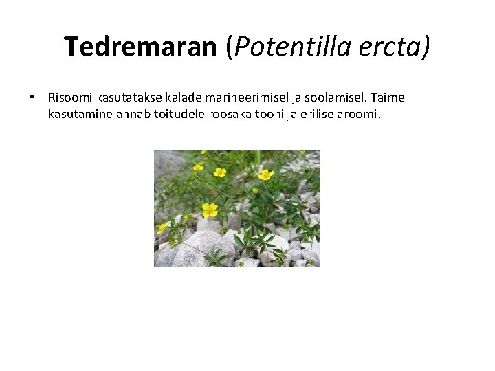 Tedremaran (Potentilla ercta) • Risoomi kasutatakse kalade marineerimisel ja soolamisel. Taime kasutamine annab toitudele