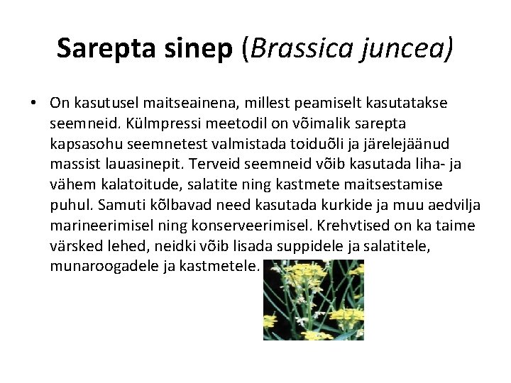 Sarepta sinep (Brassica juncea) • On kasutusel maitseainena, millest peamiselt kasutatakse seemneid. Külmpressi meetodil