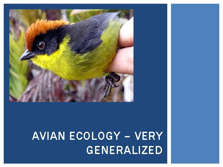 AVIAN ECOLOGY – VERY GENERALIZED 