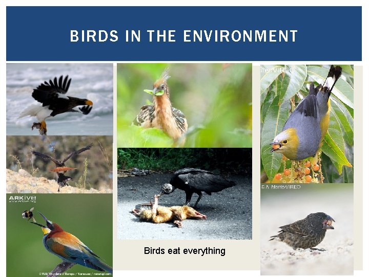 BIRDS IN THE ENVIRONMENT Birds eat everything 