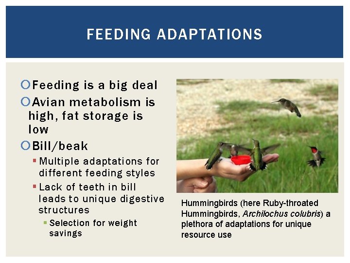 FEEDING ADAPTATIONS Feeding is a big deal Avian metabolism is high, fat storage is