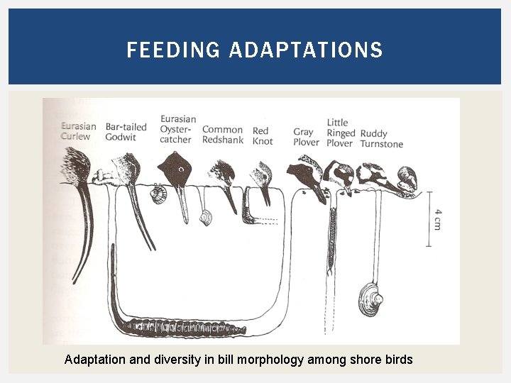 FEEDING ADAPTATIONS Adaptation and diversity in bill morphology among shore birds 