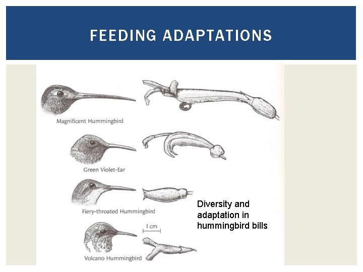 FEEDING ADAPTATIONS Diversity and adaptation in hummingbird bills 