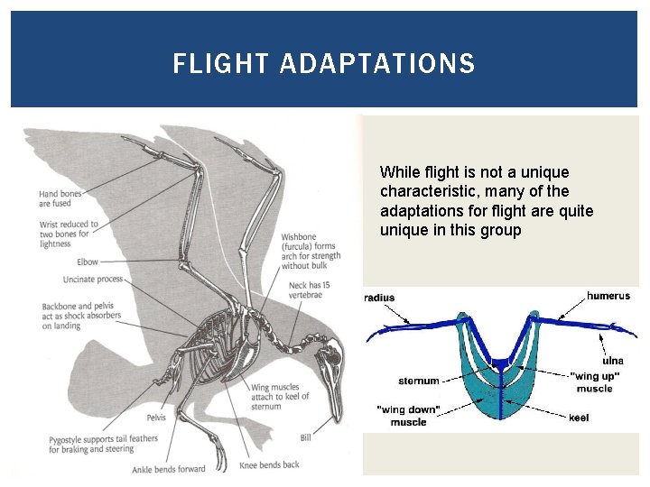 FLIGHT ADAPTATIONS While flight is not a unique characteristic, many of the adaptations for