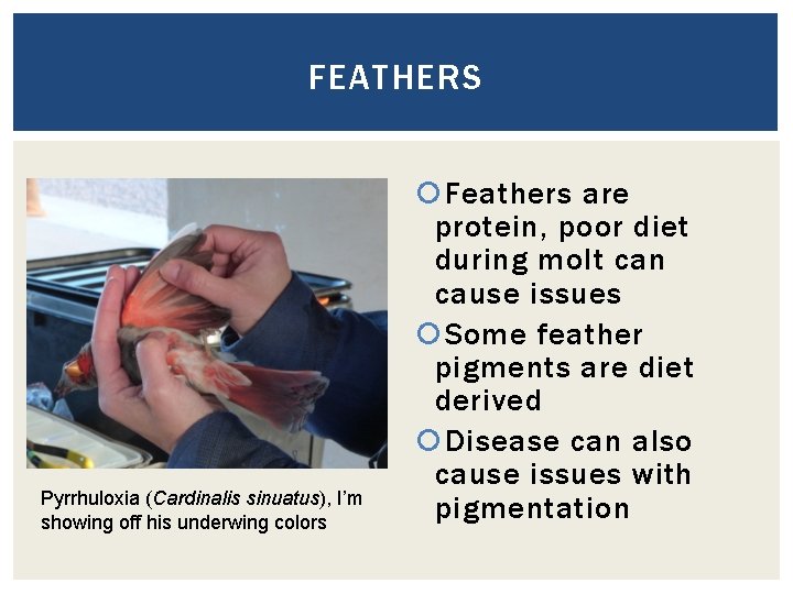 FEATHERS Pyrrhuloxia (Cardinalis sinuatus), I’m showing off his underwing colors Feathers are protein, poor