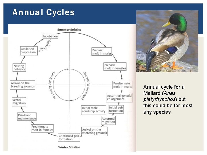 Annual Cycles Annual cycle for a Mallard (Anas platyrhynchos) but this could be for