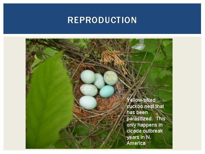 REPRODUCTION Yellow-billed cuckoo nest that has been parasitized. This only happens in cicada outbreak