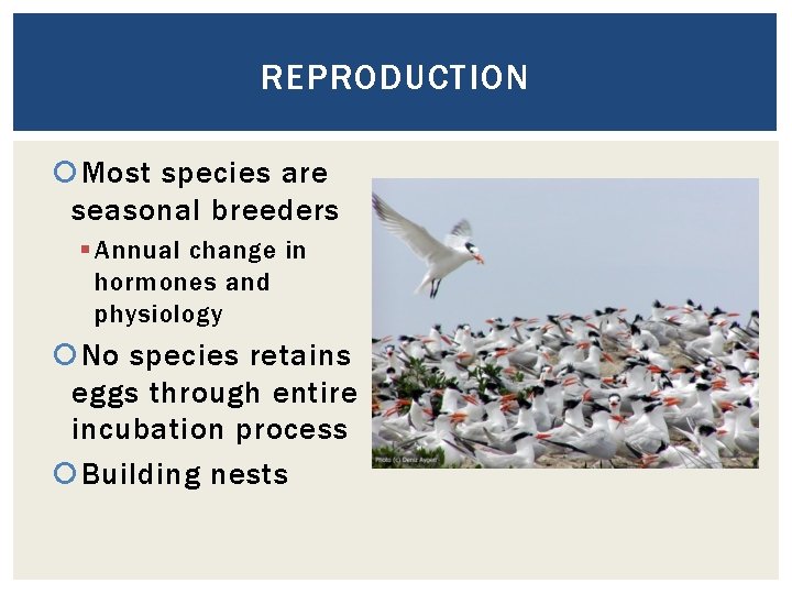 REPRODUCTION Most species are seasonal breeders § Annual change in hormones and physiology No