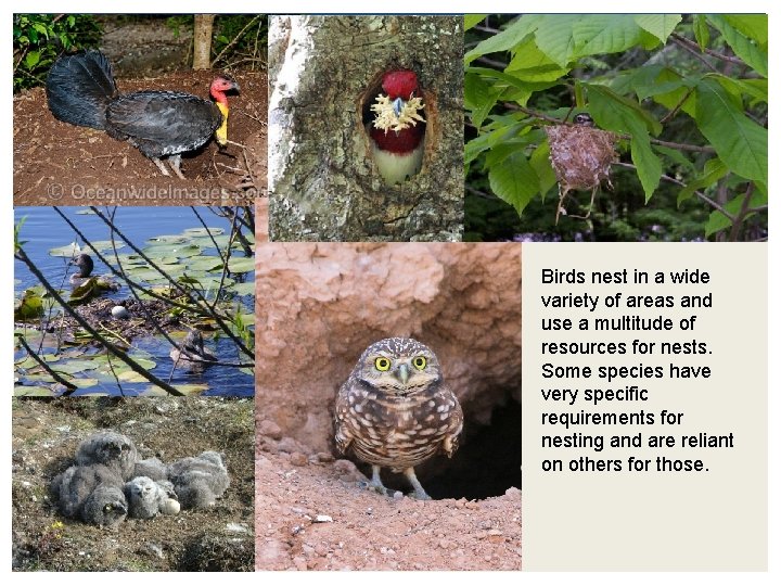 Birds nest in a wide variety of areas and use a multitude of resources