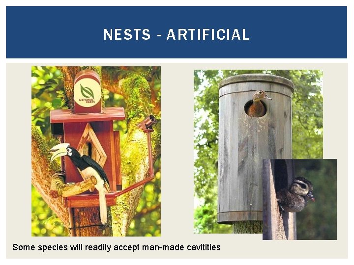 NESTS - ARTIFICIAL Some species will readily accept man-made cavitities 