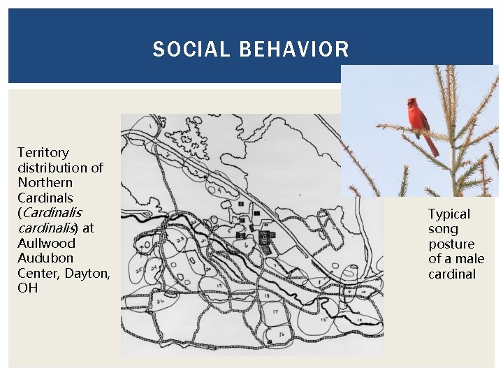 SOCIAL BEHAVIOR Territory distribution of Northern Cardinals (Cardinalis cardinalis) at Aullwood Audubon Center, Dayton,