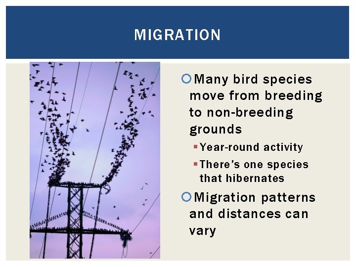 MIGRATION Many bird species move from breeding to non-breeding grounds § Year-round activity §