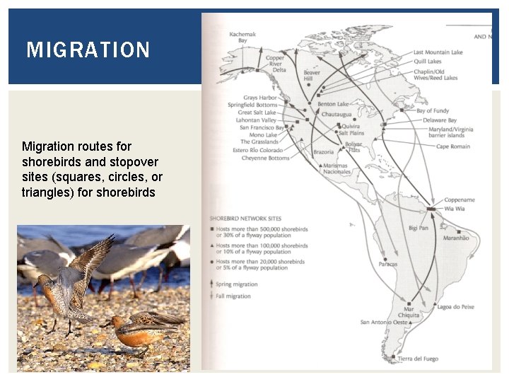 MIGRATION Migration routes for shorebirds and stopover sites (squares, circles, or triangles) for shorebirds