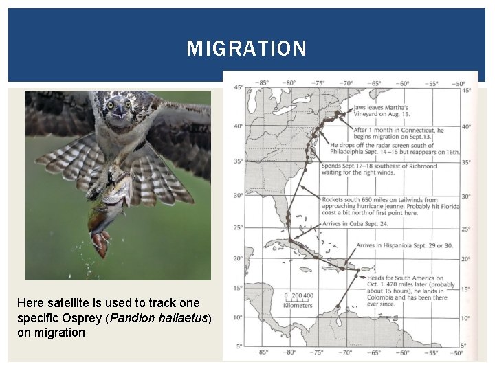 MIGRATION Here satellite is used to track one specific Osprey (Pandion haliaetus) on migration