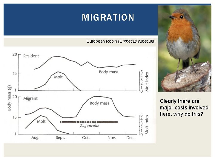 MIGRATION European Robin (Erithacus rubecula) Clearly there are major costs involved here, why do