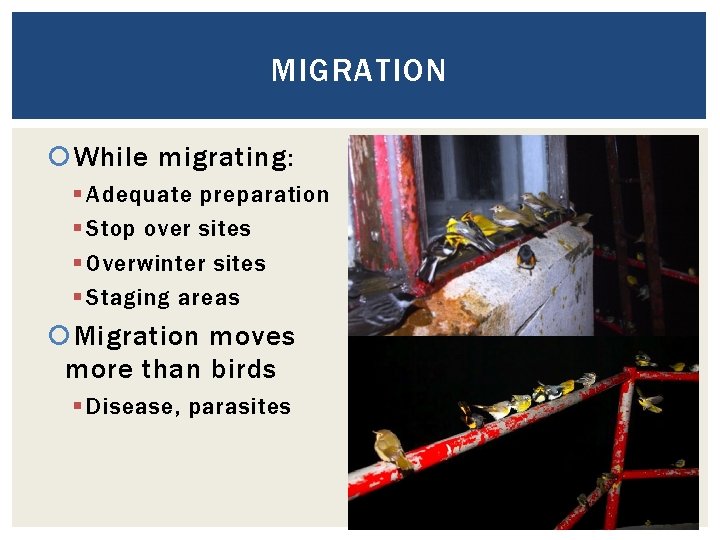 MIGRATION While migrating: § Adequate preparation § Stop over sites § Overwinter sites §