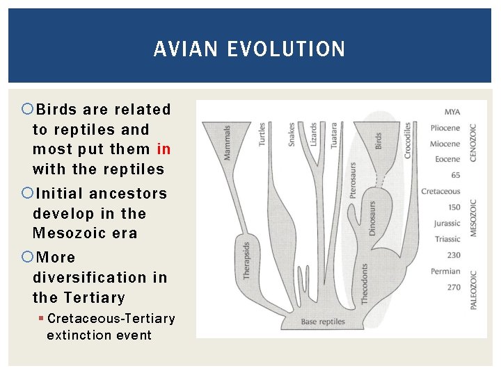 AVIAN EVOLUTION Birds are related to reptiles and most put them in with the