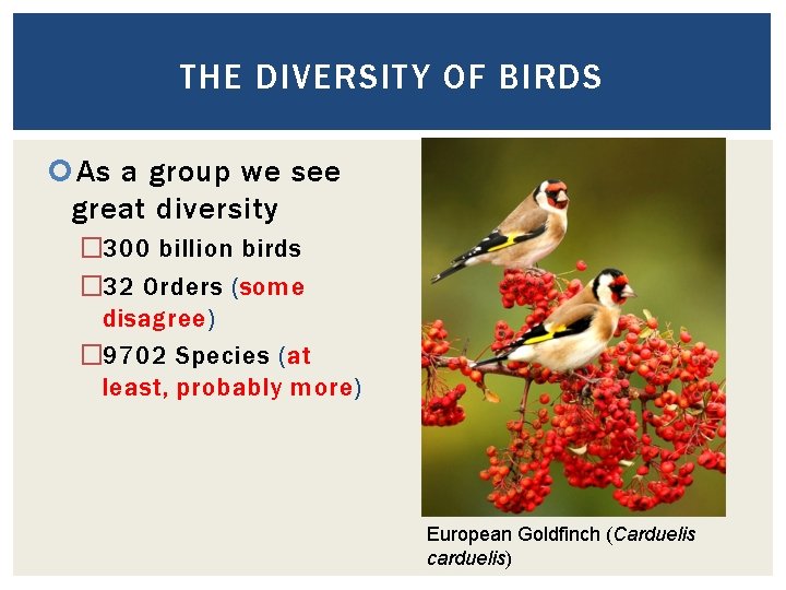 THE DIVERSITY OF BIRDS As a group we see great diversity � 300 billion
