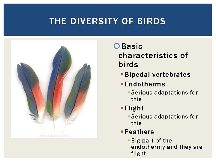 THE DIVERSITY OF BIRDS Basic characteristics of birds § Bipedal vertebrates § Endotherms §