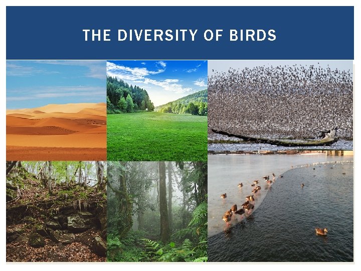 THE DIVERSITY OF BIRDS 