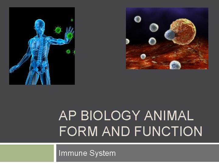 AP BIOLOGY ANIMAL FORM AND FUNCTION Immune System 