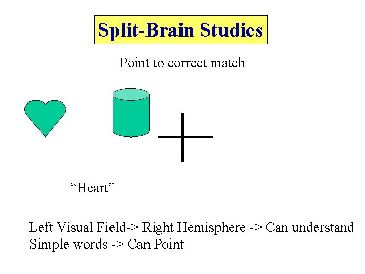 Split Brain Visual SplitBrain Studies What do you see Nothing Left
