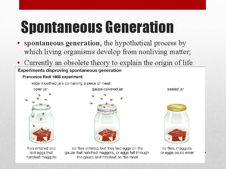 Spontaneous Generation • spontaneous generation, the hypothetical process by which living organisms develop from