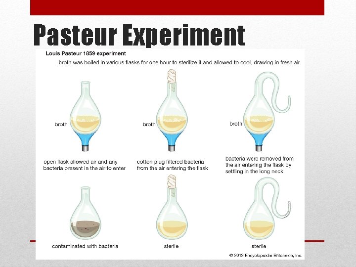 Pasteur Experiment 
