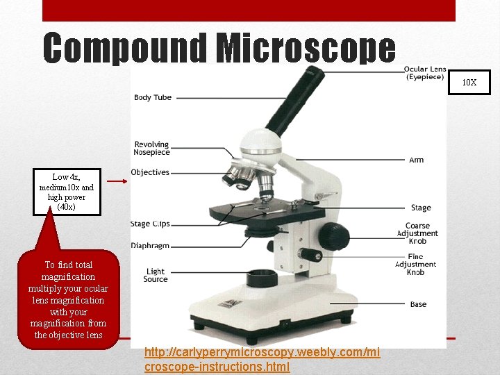 Compound Microscope 10 X Low 4 x, medium 10 x and high power (40