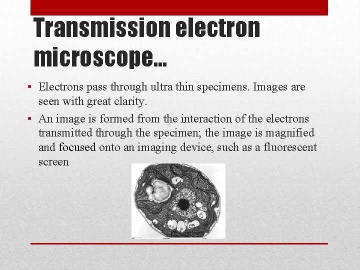 Transmission electron microscope… • Electrons pass through ultra thin specimens. Images are seen with
