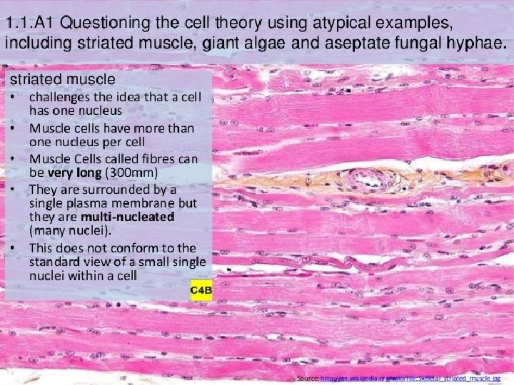  • Giant Algae: • Aseptate fungal hyphae: 