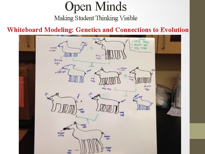 Open Minds Making Student Thinking Visible Whiteboard Modeling: Genetics and Connections to Evolution 