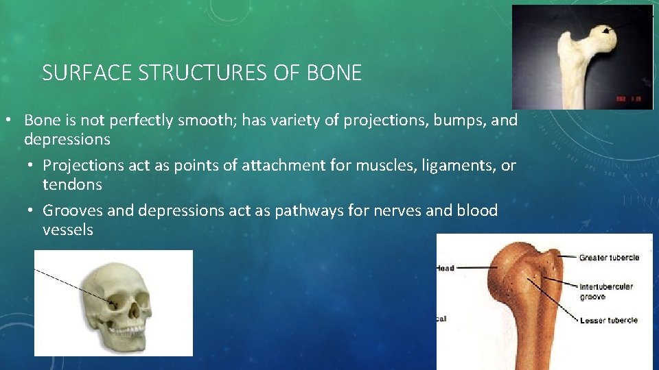 SURFACE STRUCTURES OF BONE • Bone is not perfectly smooth; has variety of projections,