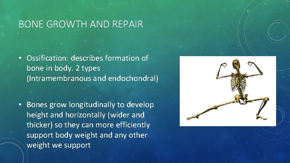 BONE GROWTH AND REPAIR • Ossification: describes formation of bone in body. 2 types