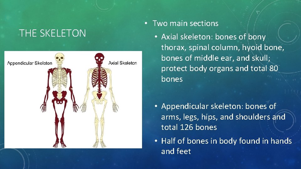 THE SKELETON • Two main sections • Axial skeleton: bones of bony thorax, spinal