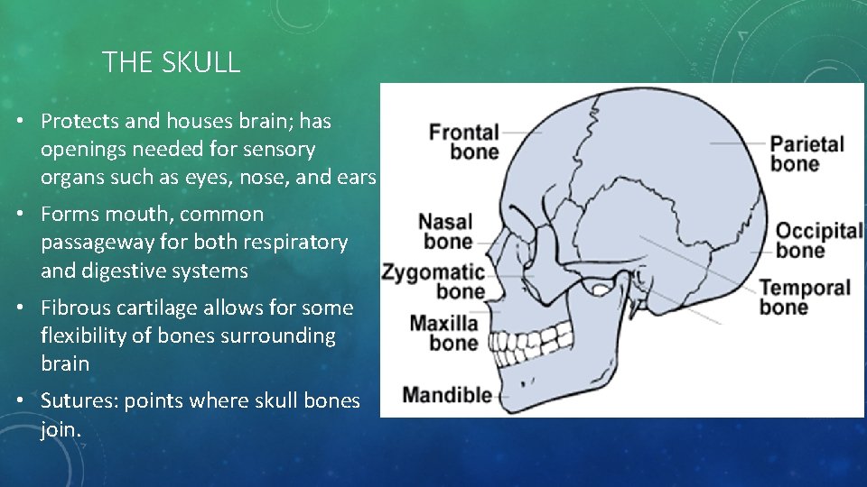 THE SKULL • Protects and houses brain; has openings needed for sensory organs such