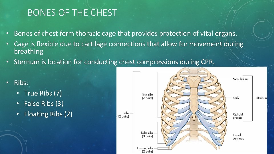 BONES OF THE CHEST • Bones of chest form thoracic cage that provides protection