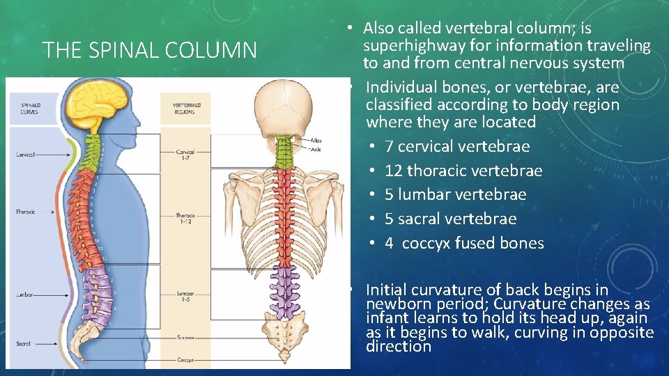 THE SPINAL COLUMN • Also called vertebral column; is superhighway for information traveling to