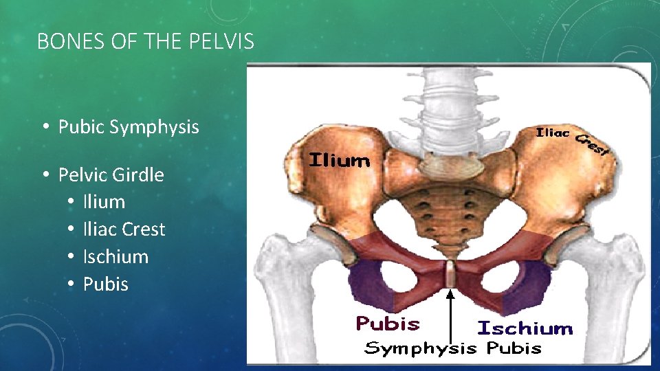 BONES OF THE PELVIS • Pubic Symphysis • Pelvic Girdle • Ilium • Iliac