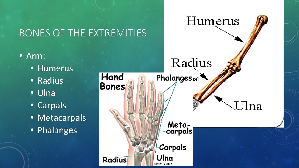BONES OF THE EXTREMITIES • Arm: • Humerus • Radius • Ulna • Carpals